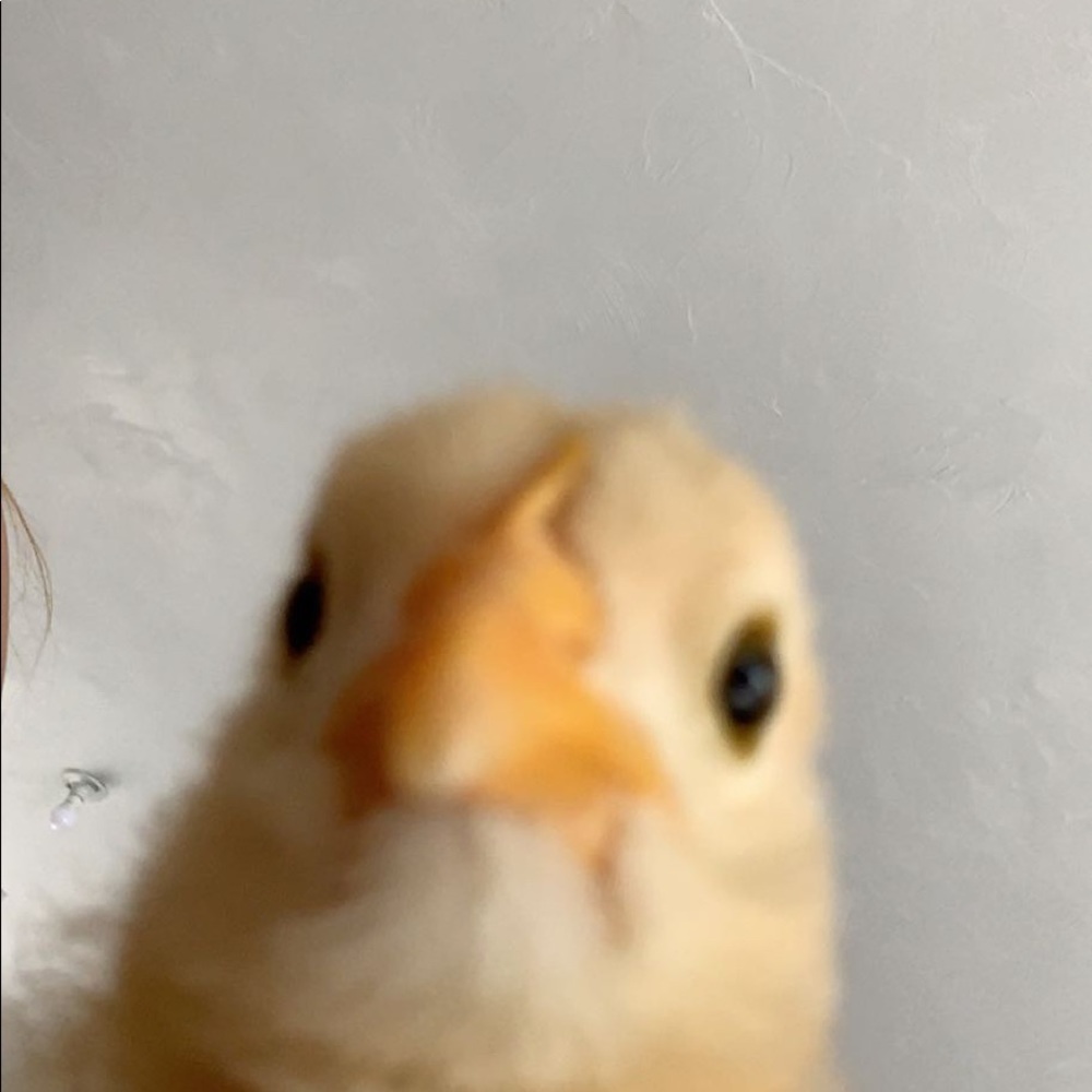 Meet your Posher, Noli